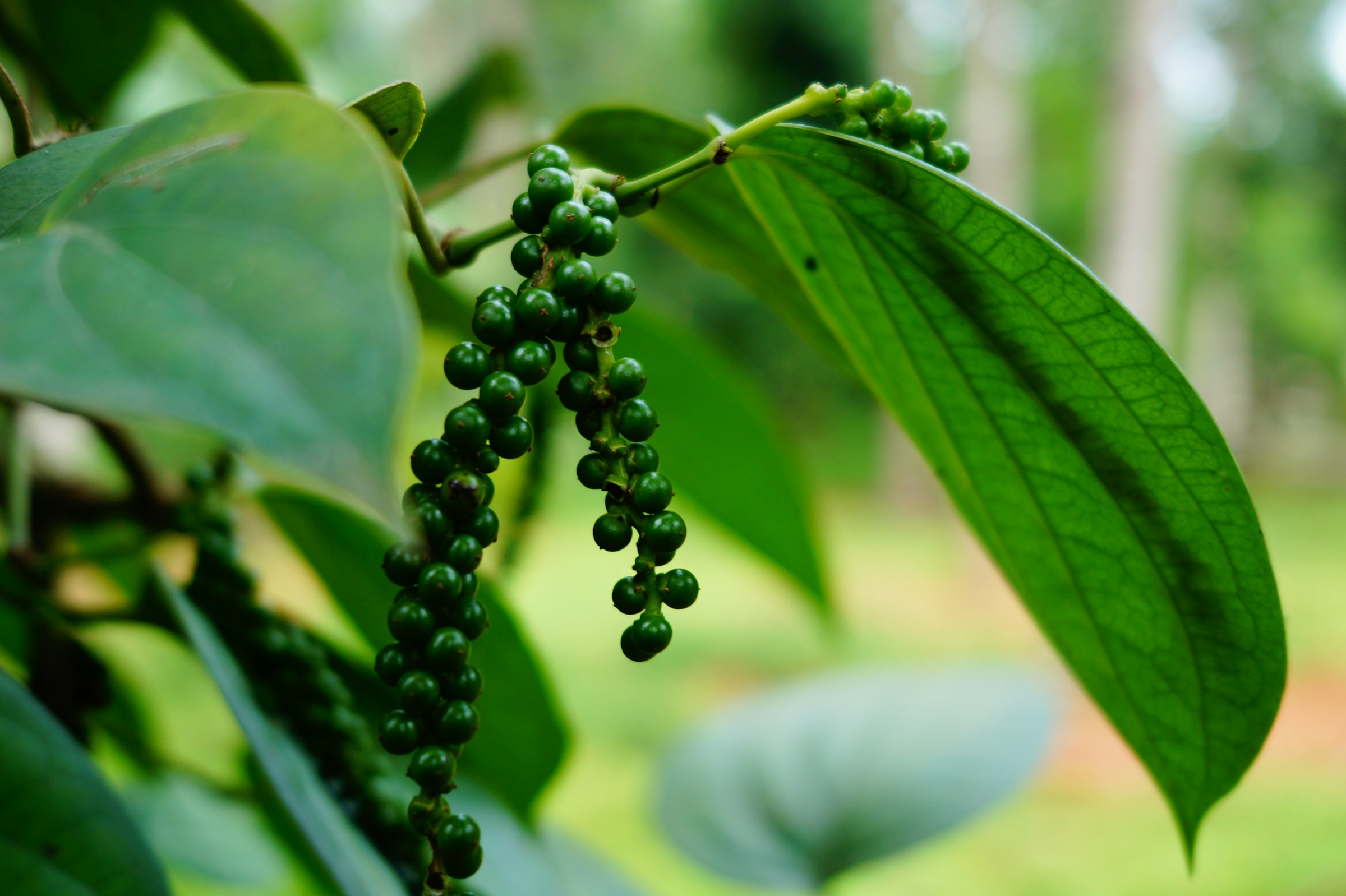 Idukki Green Cardamom
